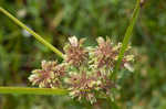 Drummond's sedge